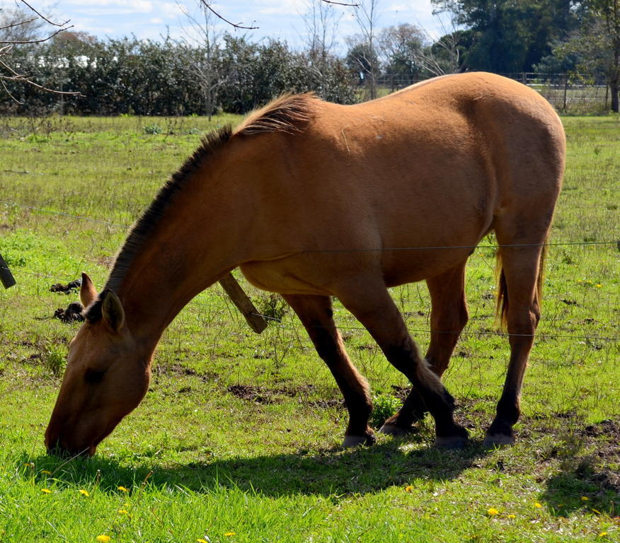 Вилла El Ranchito De Areco Сан-Антонио-де-Ареко Экстерьер фото